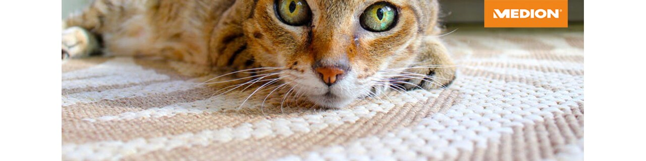 38260_Header_Saugen.jpg