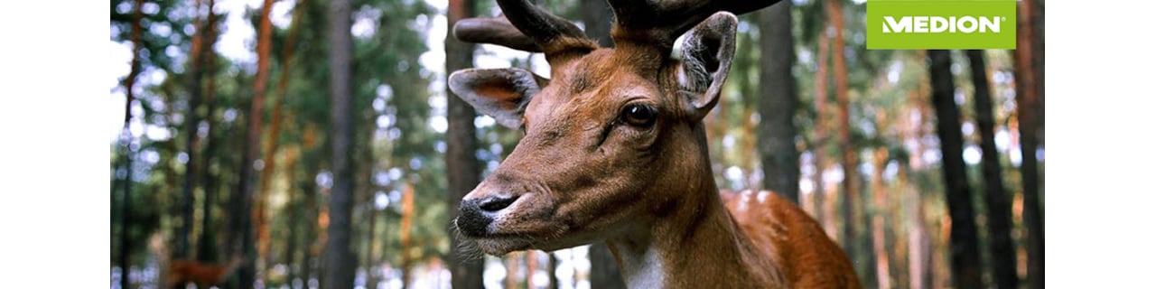 38581_Header_Wildkamera.jpg