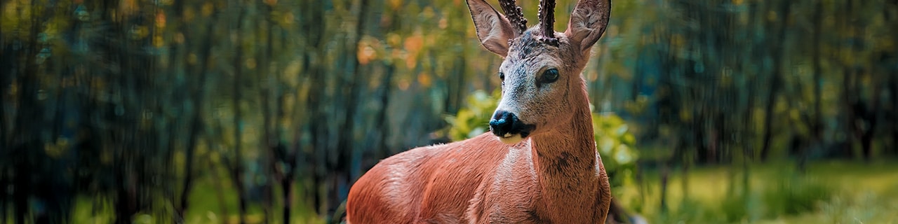 NEU_Wildkamera_Banner.jpg